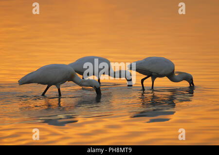 Loeffler bei Sonnenuntergang, Platalea leucorodia, Löffler bei Sonnenuntergang Stockfoto