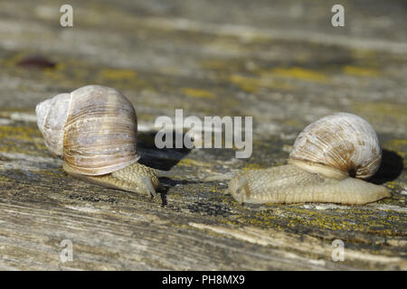 Helix pomatia, Weinbergschnecke, Weinbergschnecken Stockfoto