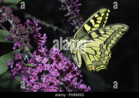 Schwalbenschwanz, Pieris Rapae, Schwalbenschwanz Stockfoto