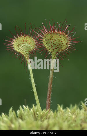 Runde-leaved Sonnentau, Rundblaettriger Sonnentau, Drosera rotundifolia Stockfoto