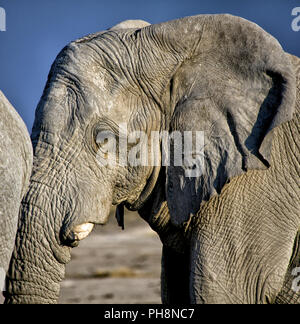 Elefanten hautnah in Etosha National Park, Namibia Stockfoto