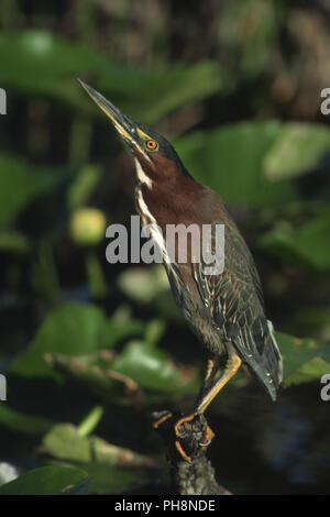 (Mangrovreiher Gruenreiher), Green-backed Heron (Butorides striatus) Stockfoto