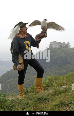 Falkner mit gerfalke Gyr Falcon, Falkner mit Stockfoto