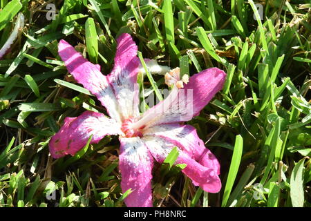 Single rosa und weiße Blume Stockfoto