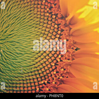 Detail einer Sonnenblume Stockfoto