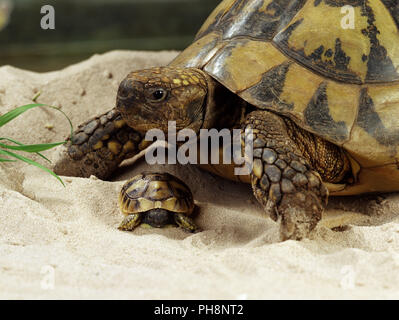 Griechische Schildkröte / Hermanns Schildkröte / Griechische Landschildkroete Stockfoto