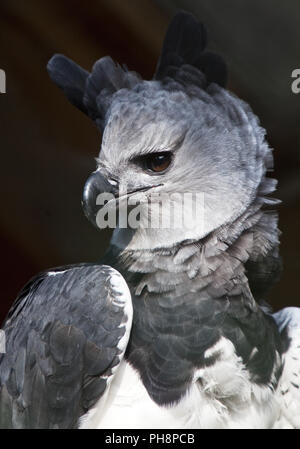 Harpyie (Harpia harpyja), Wuppertal zoo Stockfoto