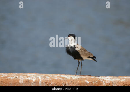 Sporn - winged Kiebitz (Vanellus Spinosus) durch das Wasser, fotografiert in Israel im Januar Stockfoto