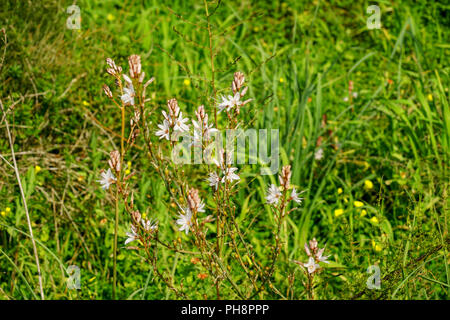 Asphodelus ramosus, auch bekannt als verzweigte Asphodel, ist eine mehrjährige Kraut in den Asparagales bestellen. In Poleg River Nature Reserve - Yakum fotografiert. Stockfoto