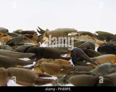 Zangen von Krabben, Fisch und Meeresfrüchte, isoliert, Stockfoto