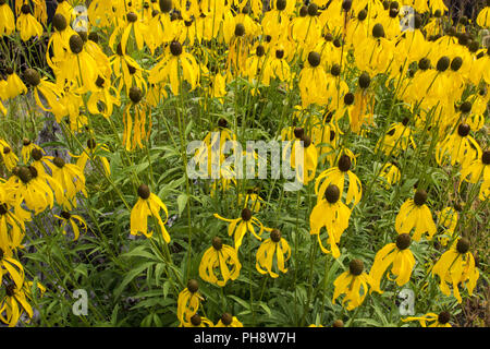 Black Eyed Susan Flower Background. Gruppe von Black Eyed Susans Stauden im Sommer blühender Garten. Stockfoto