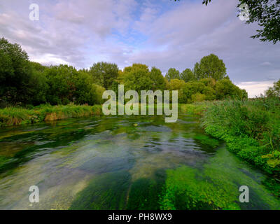 Sommer Abend goldenes Licht auf dem Fluss Itchen - voller Wasser Hahnenfuß (Ranunculus aquatilis) und eine berühmte Chalk stream Fliegenfischen am Fluss in der Nähe von Stockfoto