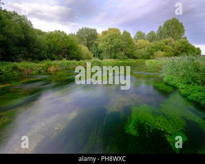 Sommer Abend goldenes Licht auf dem Fluss Itchen - voller Wasser Hahnenfuß (Ranunculus aquatilis) und eine berühmte Chalk stream Fliegenfischen am Fluss in der Nähe von Stockfoto