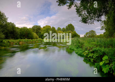 Sommer Abend goldenes Licht auf dem Fluss Itchen - voller Wasser Hahnenfuß (Ranunculus aquatilis) und eine berühmte Chalk stream Fliegenfischen am Fluss in der Nähe von Stockfoto