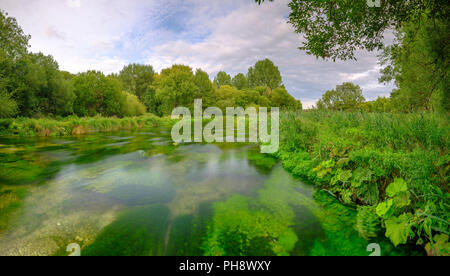 Sommer Abend goldenes Licht auf dem Fluss Itchen - voller Wasser Hahnenfuß (Ranunculus aquatilis) und eine berühmte Chalk stream Fliegenfischen am Fluss in der Nähe von Stockfoto