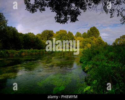 Sommer Abend goldenes Licht auf dem Fluss Itchen - voller Wasser Hahnenfuß (Ranunculus aquatilis) und eine berühmte Chalk stream Fliegenfischen am Fluss in der Nähe von Stockfoto