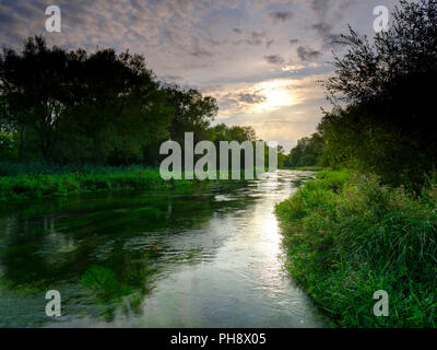 Sommer Abend goldenes Licht auf dem Fluss Itchen - voller Wasser Hahnenfuß (Ranunculus aquatilis) und eine berühmte Chalk stream Fliegenfischen am Fluss in der Nähe von Stockfoto