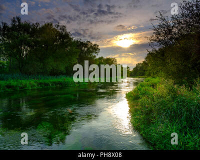 Sommer Abend goldenes Licht auf dem Fluss Itchen - voller Wasser Hahnenfuß (Ranunculus aquatilis) und eine berühmte Chalk stream Fliegenfischen am Fluss in der Nähe von Stockfoto