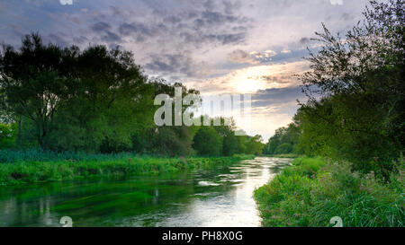 Sommer Abend goldenes Licht auf dem Fluss Itchen - voller Wasser Hahnenfuß (Ranunculus aquatilis) und eine berühmte Chalk stream Fliegenfischen am Fluss in der Nähe von Stockfoto