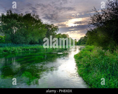 Sommer Abend goldenes Licht auf dem Fluss Itchen - voller Wasser Hahnenfuß (Ranunculus aquatilis) und eine berühmte Chalk stream Fliegenfischen am Fluss in der Nähe von Stockfoto