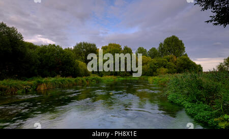 Sommer Abend goldenes Licht auf dem Fluss Itchen - voller Wasser Hahnenfuß (Ranunculus aquatilis) und eine berühmte Chalk stream Fliegenfischen am Fluss in der Nähe von Stockfoto