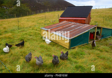 Eier von einer Versammlung der Marans und Leghorn Huehner auf dieser Hill Farm Croft in Strathspey in den schottischen Highlands. Stockfoto