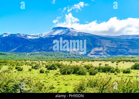 Blick auf Kuh Beweidung im Feld mit gelben Blumen Stockfoto