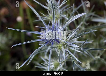 Amethyst eryngo (eryngium Amethystinum) Stockfoto