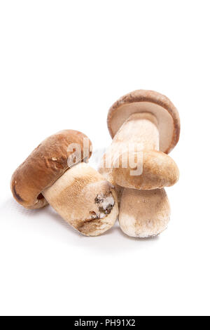 Im Herbst erstaunliche essbare Pilze Boletus Edulis (king bolete) als Steinpilze auf weißem Hintergrund bekannt geerntet. Stockfoto