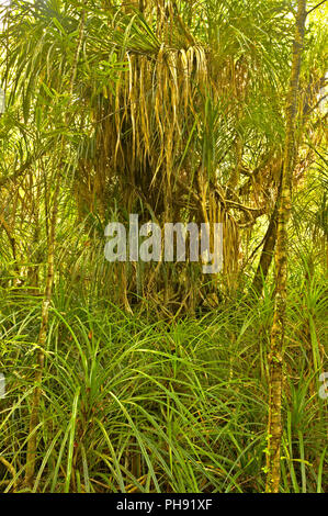 Truman Track Küste Stockfoto