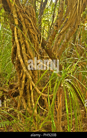 Truman Track Küste Stockfoto