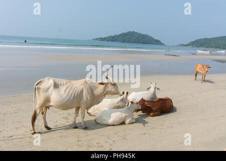 Goa, Indien - 8. Juli 2018 - Kühe am Strand von Palolem - Goa Stockfoto