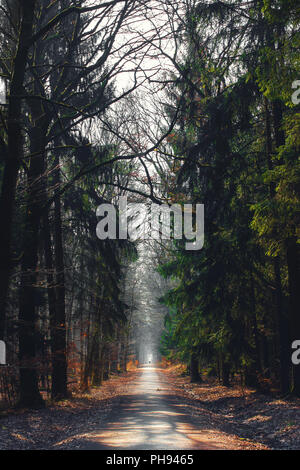 Waldweg im Taunus, Hessen, Deutschland Stockfoto