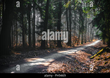 Waldweg im Taunus, Hessen, Deutschland Stockfoto