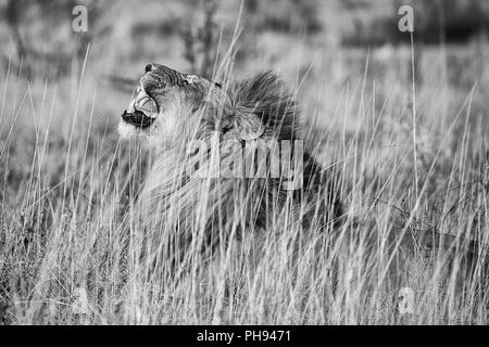 Männliche Löwe brüllend am Etosha National Park, Namibia Stockfoto