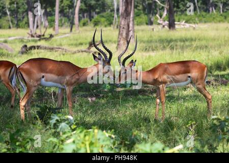 Impalas im Wald an Masai Mara National park Kenia Stockfoto