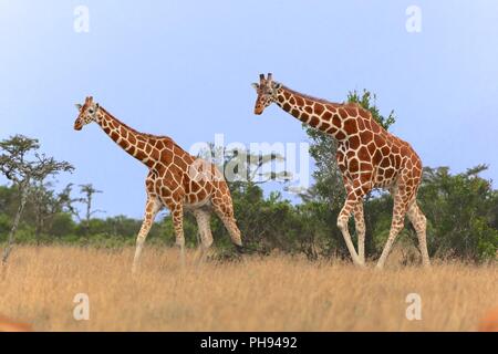 Zwei Giraffen wandern im Samburu National park Kenia Stockfoto