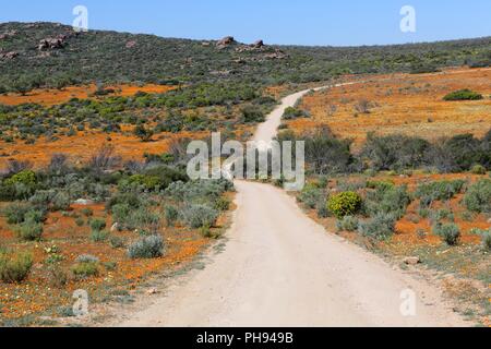 Blüten im namaqualand Nationalpark Südafrika Stockfoto