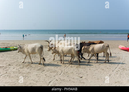 Goa, Indien - 8. Juli 2018 - Kühe am Strand von Palolem - Goa Stockfoto