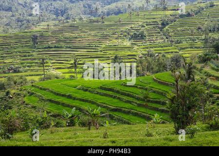 Wunderschöne Reisfeldern in der Nähe von Ubud auf Bali Indonesien Stockfoto