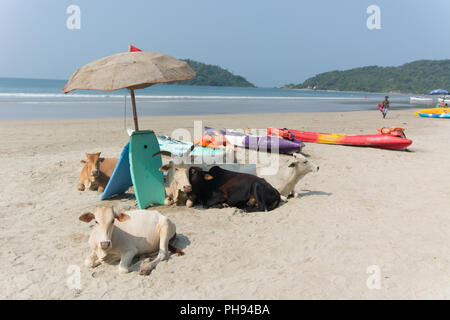 Goa, Indien - 8. Juli 2018 - Kühe am Strand von Palolem - Goa Stockfoto