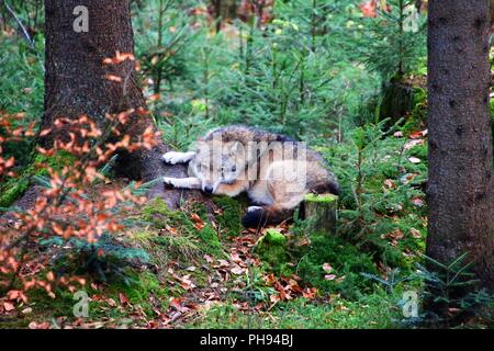 Wolf im Nationalpark Bayerischer Wald Deutschland Stockfoto