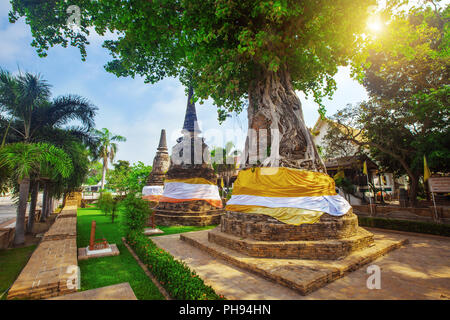 Baum deckt alte Pagoden im Wat Na Phra Men Stockfoto