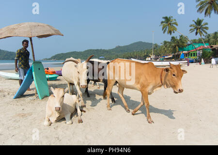 Goa, Indien - 8. Juli 2018 - Kühe am Strand von Palolem - Goa Stockfoto