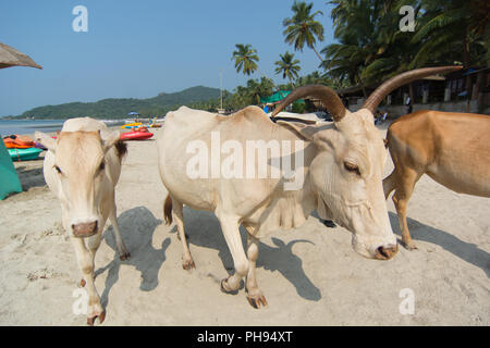 Goa, Indien - 8. Juli 2018 - Kühe am Strand von Palolem - Goa Stockfoto