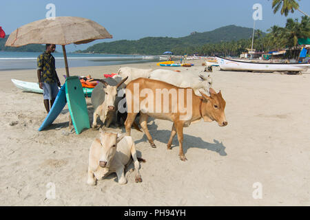 Goa, Indien - 8. Juli 2018 - Kühe am Strand von Palolem - Goa Stockfoto