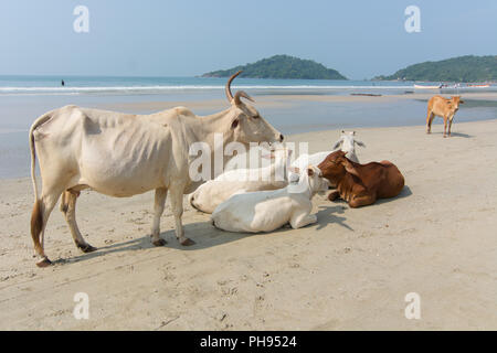 Goa, Indien - 8. Juli 2018 - Kühe am Strand von Palolem - Goa Stockfoto