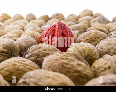 Juglans regia - Walnüsse Stockfoto