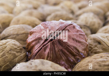 Juglans regia - Walnüsse Stockfoto