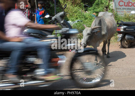 Goa, Indien - 8. Juli 2018 - Heilige Kuh in typische Verkehrssituation auf indischen Straße in Canacona - Goa Stockfoto